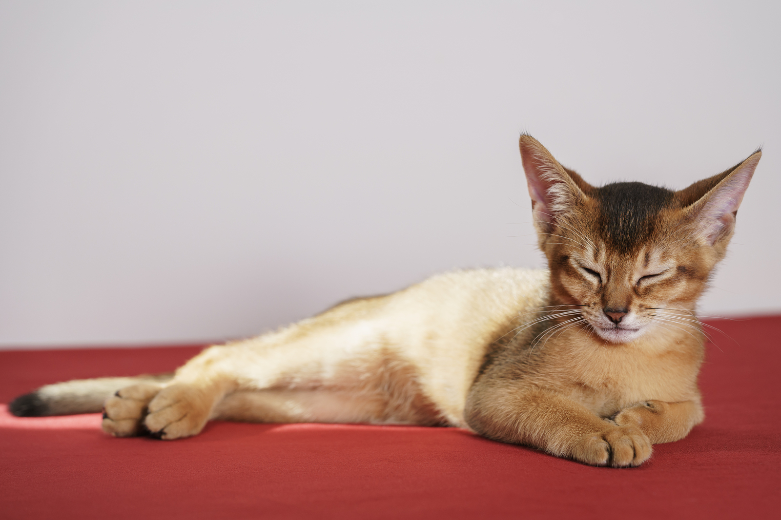 Абиссинская кошка крупным планом